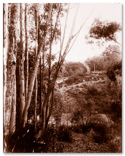 1910s Eucalyptus Planted in Grove