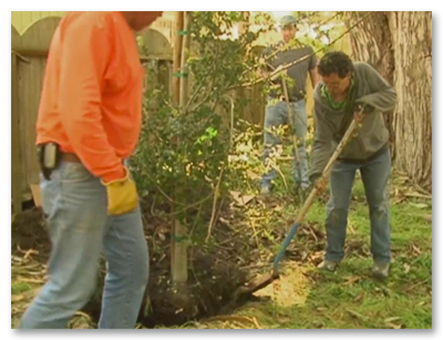 2011 Tree Planting