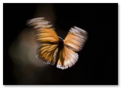 Links Monarch Butterflies at Sierra del Chincua