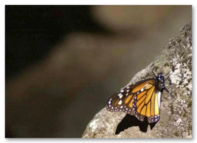 Monarch on Rock