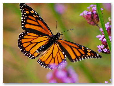 Monarch on Milkweed