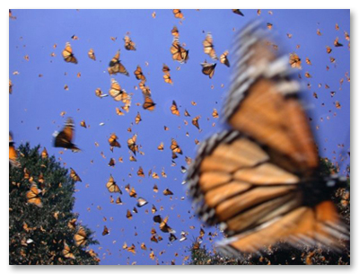 Monarchs in Flight in Mexico