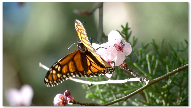 Monarch on Cherry Blossom
